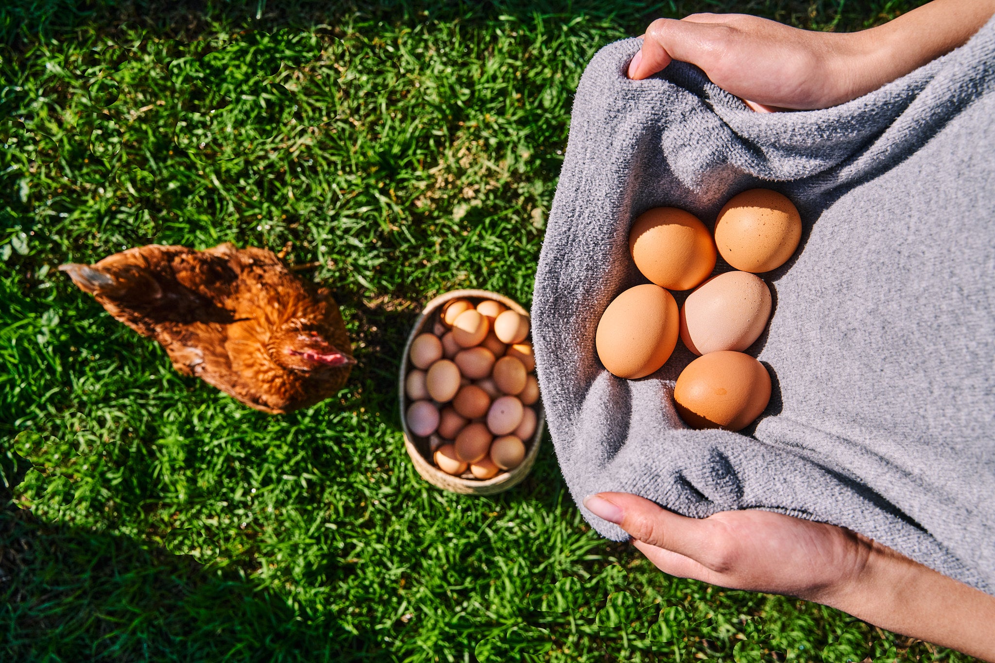 Ecoterra y F4F se unen y lanzan huevos de gallinas alimentadas por larvas de mosca