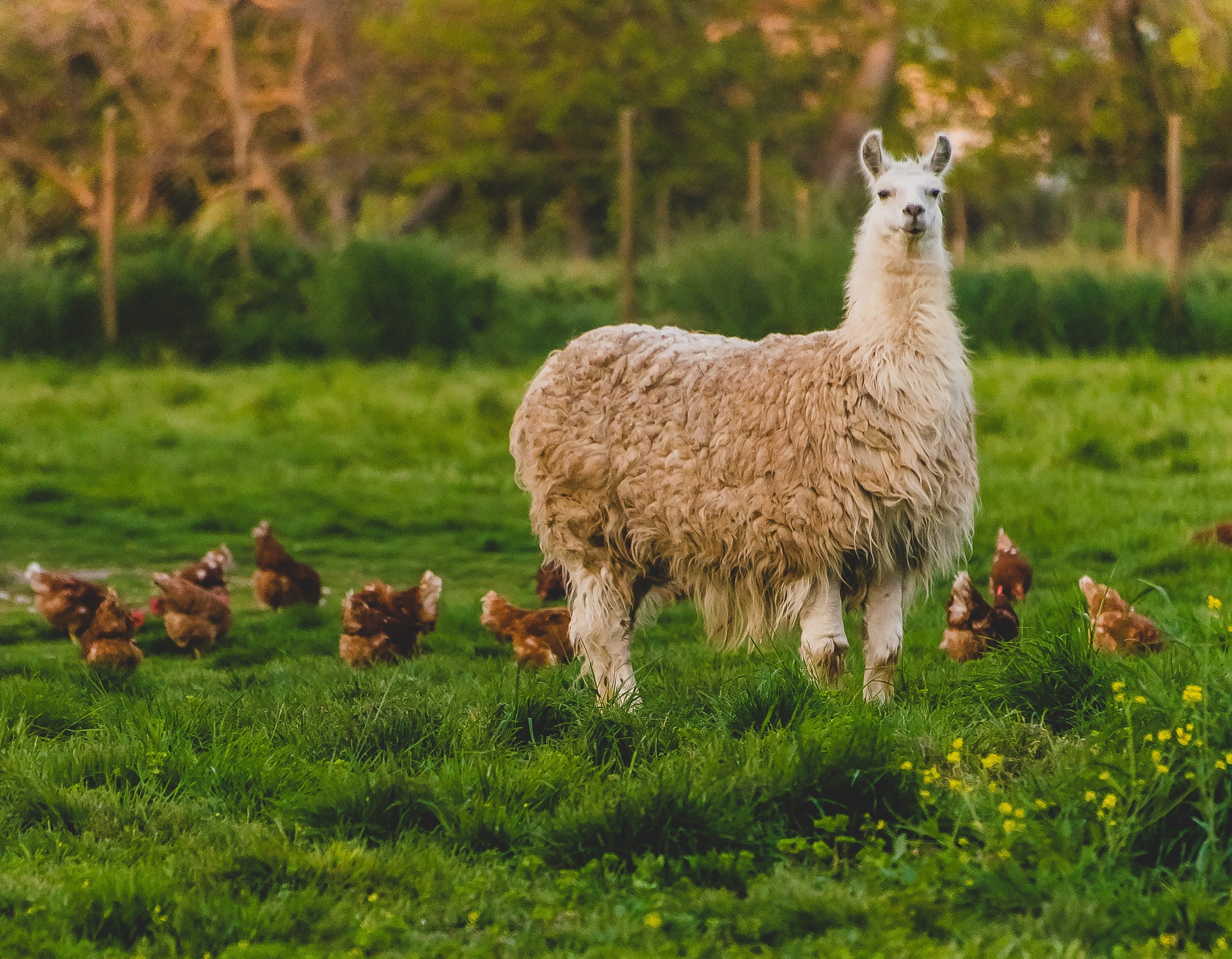 Primer Reporte de Sustentabilidad Ecoterra 2019