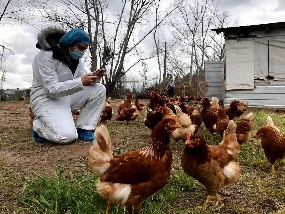 Veterinaria auditando la salud y libertad de gallinas ponedoras a pastoreo en la granja de un pequeño productor EcoFarmer de Ecoterra.