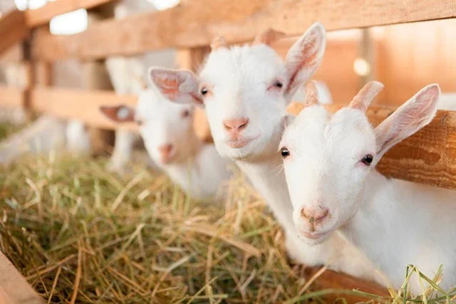 Cabras de libre pastoreo comiendo libremente en el campo de un pequeño productor EcoFarmer de Ecoterra para la producción de leche de cabra pura.