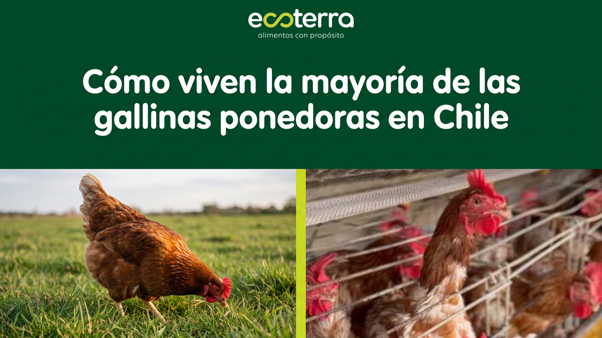 Huevos de gallinas libres en Chile: una elección que todavía representa menos del 3%