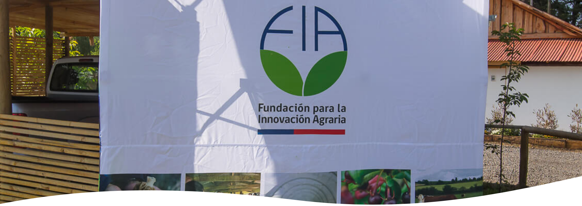 Agenda Agrícola: las Ventajas del Huevo de Gallina Libre