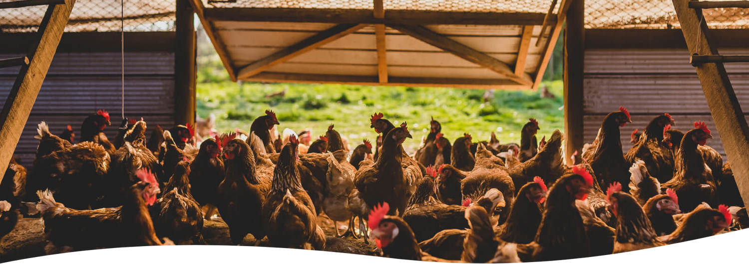 Ecoterra Recibió Importante Premio Internacional por Producir Sin Maltrato Animal