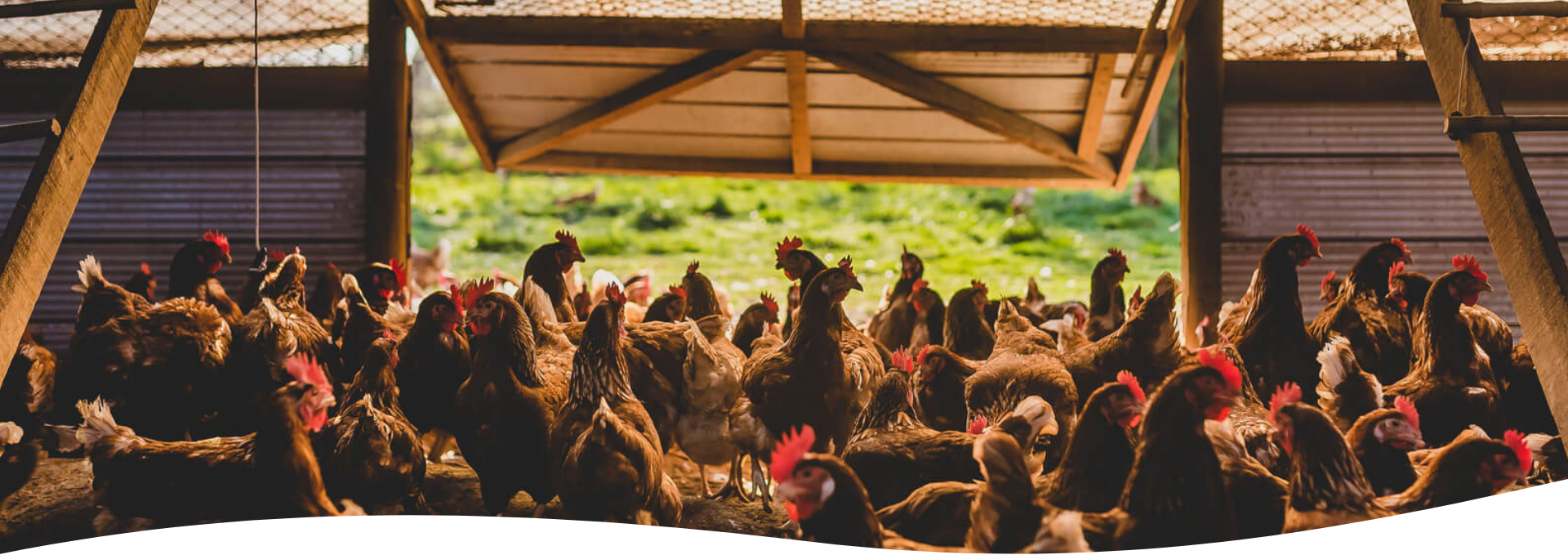 Ecoterra Recibió Importante Premio Internacional por Producir Sin Maltrato Animal