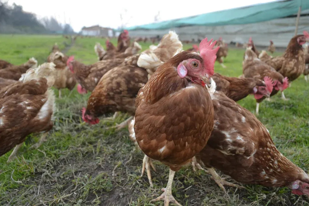 Gallinas ponedoras de Ecoterra en praderas de libre pastoreo al aire libre, garantizando bienestar animal y producción de huevos de campo de gallina feliz con sello Certified Humane.