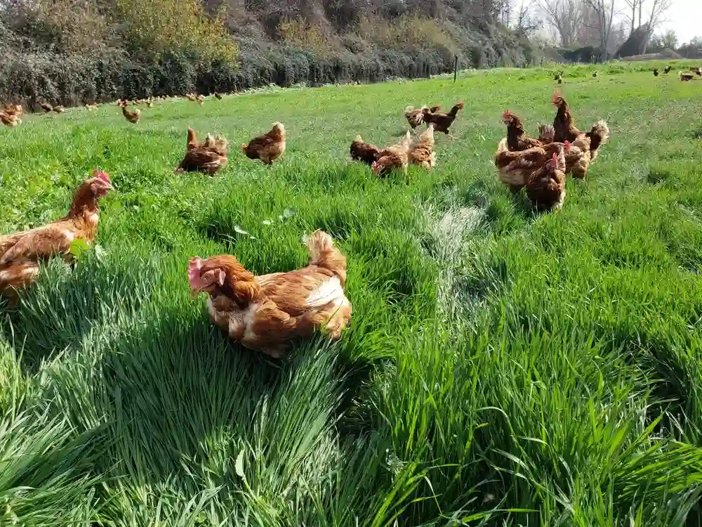 Gallinas ponedoras de Ecoterra en libre pastoreo rotacional sobre praderas verdes, criadas sin jaulas con certificación Certified Humane para la producción de huevos de campo orgánicos.
