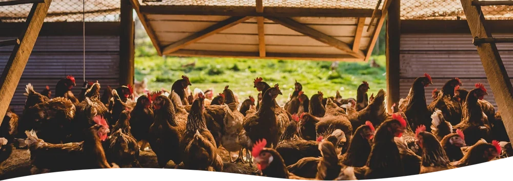 Gallinas libres de jaula con acceso a libre pastoreo en el cobertizo de un EcoFarmer de Ecoterra Chile, bajo certificación de bienestar animal Certified Humane.