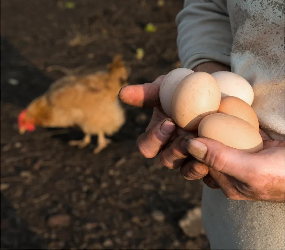 EcoFarmer sosteniendo en sus manos huevos de gallinas libres de pastoreo recién cosechados en la granja, con una gallina de libre pastoreo de fondo en un entorno natural y sustentable.