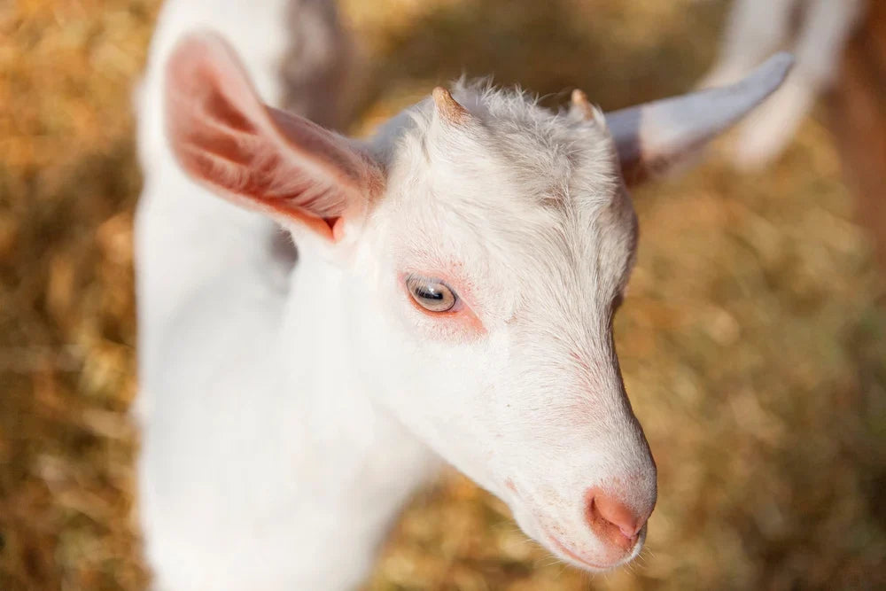 Cabrita de libre pastoreo en praderas naturales Ecoterra para la produccion de leche de cabra pura de alta digestibilidad.