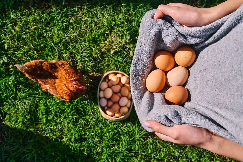 Persona recolectando huevos de gallinas libres a pastoreo en un paño de tela junto a un canasto en la pradera de Ecoterra Chile.