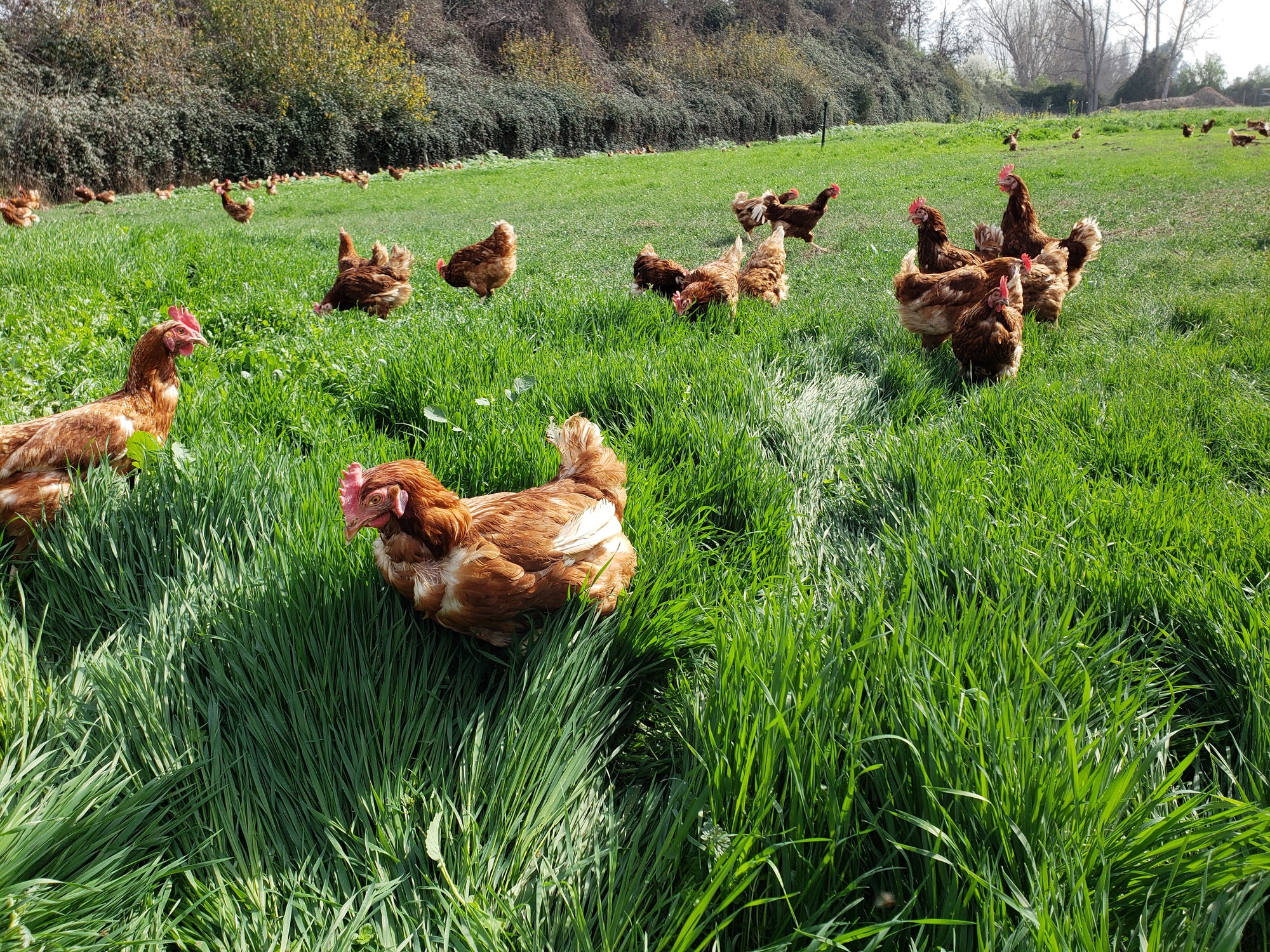 El Exitoso Modelo detrás de los Primeros Huevos Orgánicos de Chile