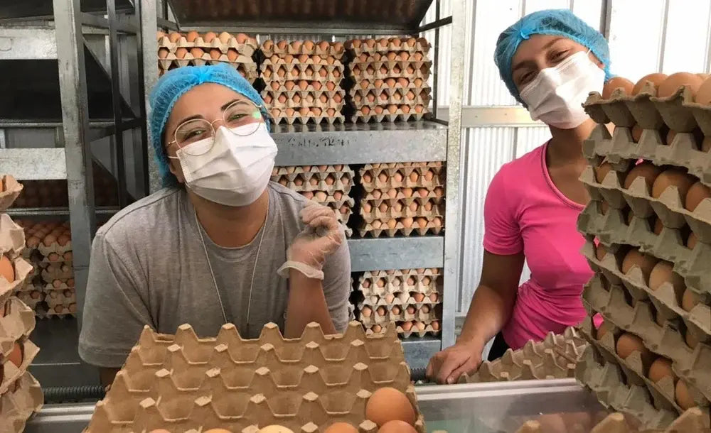 Mujeres EcoFarmers en control de calidad y empaque manual en bandeja de huevos de campo de gallinas libres Ecoterra.