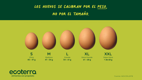 Calibres de huevos en Chile: Guía completa de pesos 💚