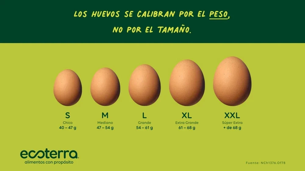 Infografía de calibres y pesos de huevos Ecoterra según norma NCh1376 desde S de 40g hasta XXL de más de 68g