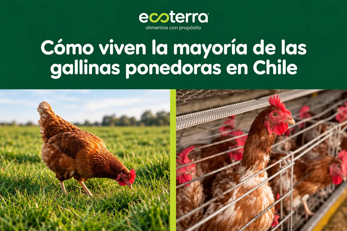 solo el 5% de los huevos de Chile son de gallinas libres.