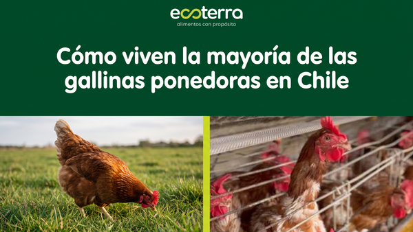 Huevos de gallinas libres en Chile: una elección que todavía representa menos del 3%