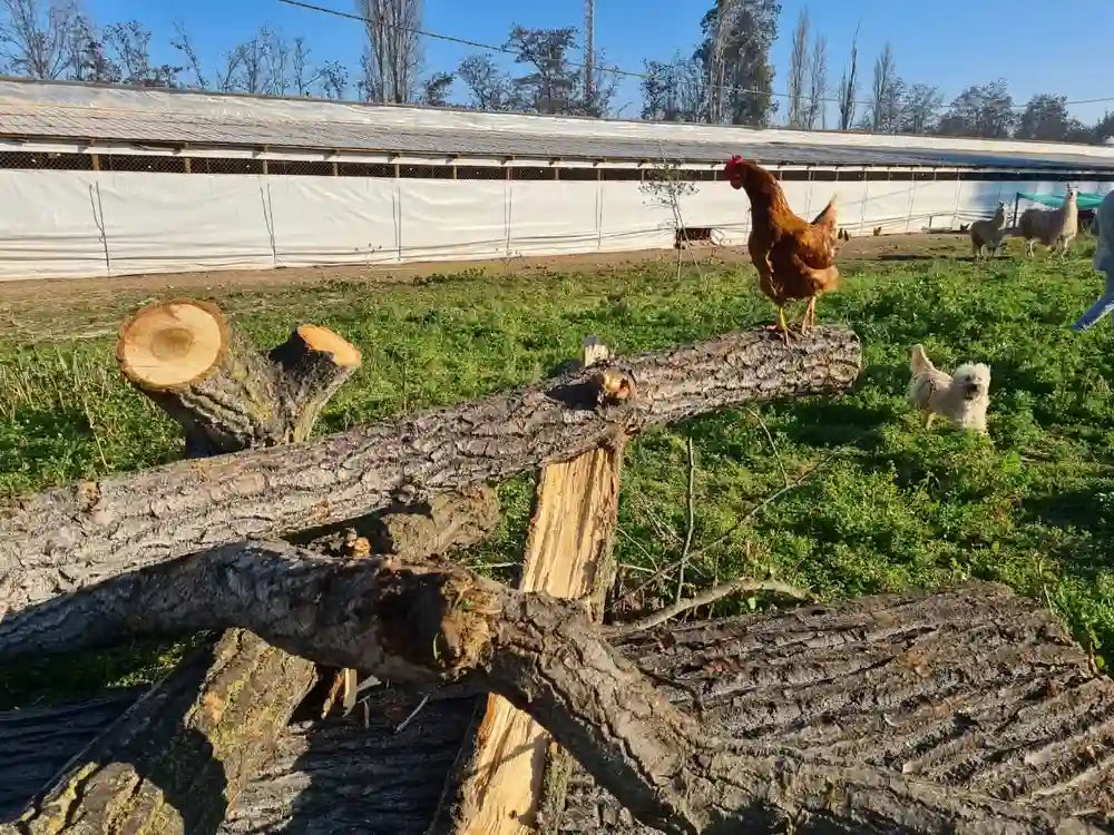 Gallina de libre pastoreo en pradera cerca de Gallinero ecoterra