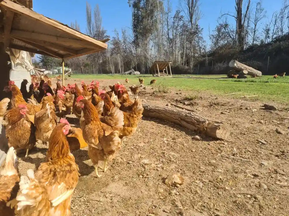 Bandada de gallinas ponedoras libres a pastoreo recorriendo el campo en una granja de pequeños productores EcoFarmers de Ecoterra.
