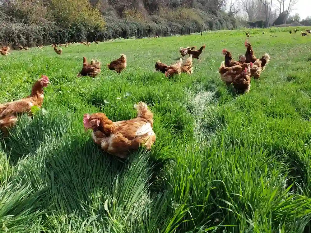 Gallinas felices en pastoreo libre forrajeando en praderas verdes de EcoFarmers con certificación Certified Humane para la producción de huevos de campo Ecoterra.