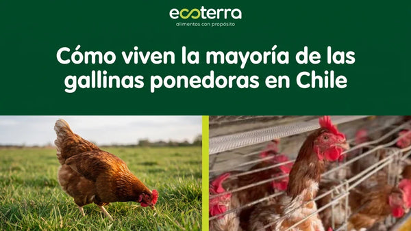 Comparativa entre la vida de una gallina libre a pastoreo en la pradera y gallinas enjauladas en Chile para mostrar el bienestar animal de Ecoterra.