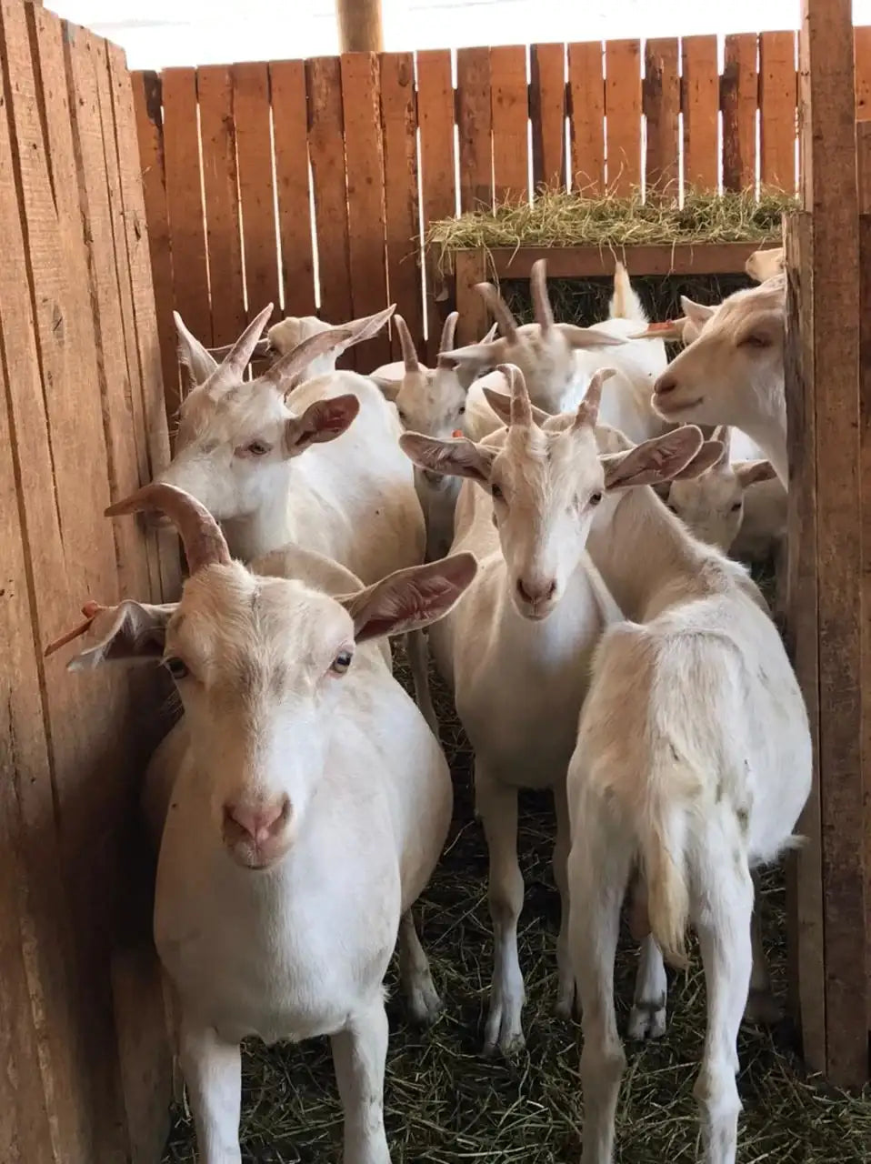 Grupo de cabras de libre pastoreo en establo de madera Ecoterra, productoras de leche de cabra natural, digestible y con certificación Certified Humane.