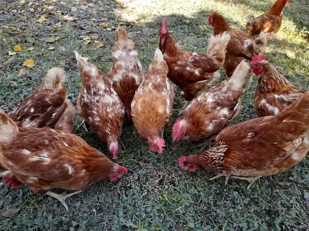 Gallinas libres a pastoreo forrajeando al aire libre en praderas naturales para la produccion de huevos de campo Ecoterra Certified Humane.