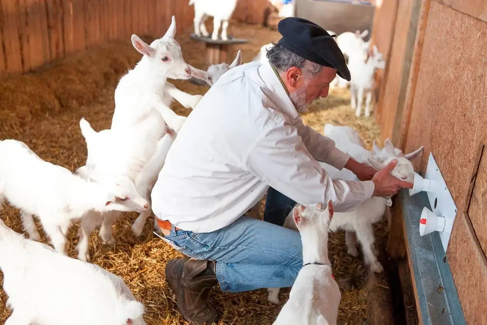 Productor EcoFarmer de Ecoterra alimentando a crías de cabra en establo limpio con certificación Certified Humane para la producción de leche de cabra pura de libre pastoreo.