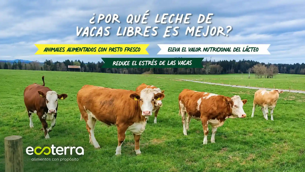 Vacas libres de pastoreo pastando en praderas verdes del sur de Chile para producir leche entera natural y sostenible de Ecoterra.
