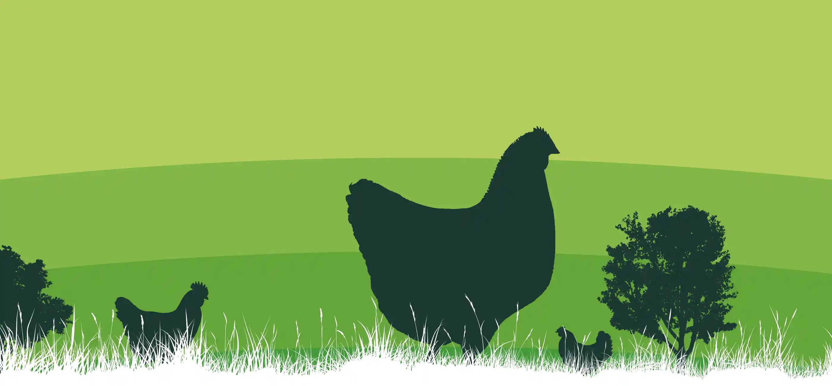 Gallinas felices de libre pastoreo en los campos de Ecoterra bajo prácticas de agricultura regenerativa y bienestar animal certificado.