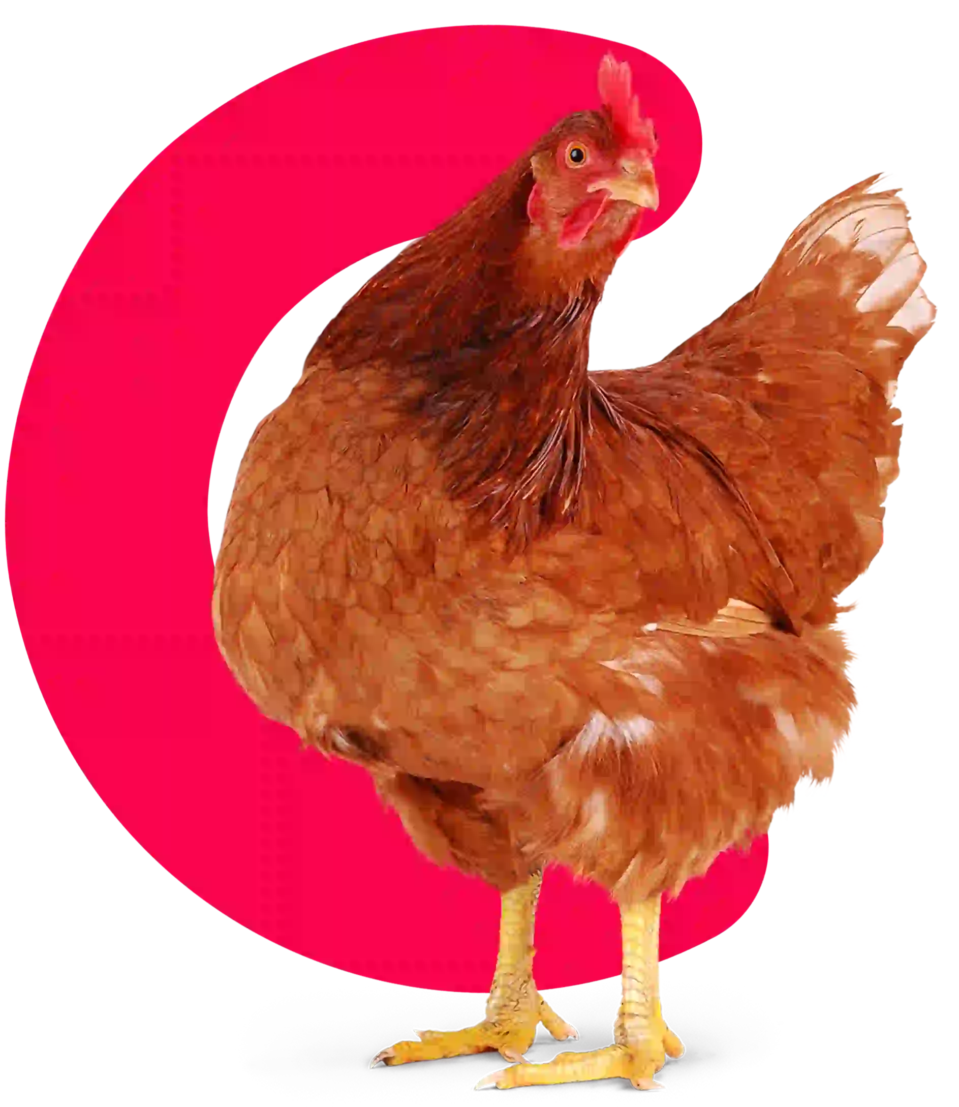 Gallina libre a pastoreo Ecoterra en praderas regenerativas, productora de huevos frescos y orgánicos certificados Certified Humane.