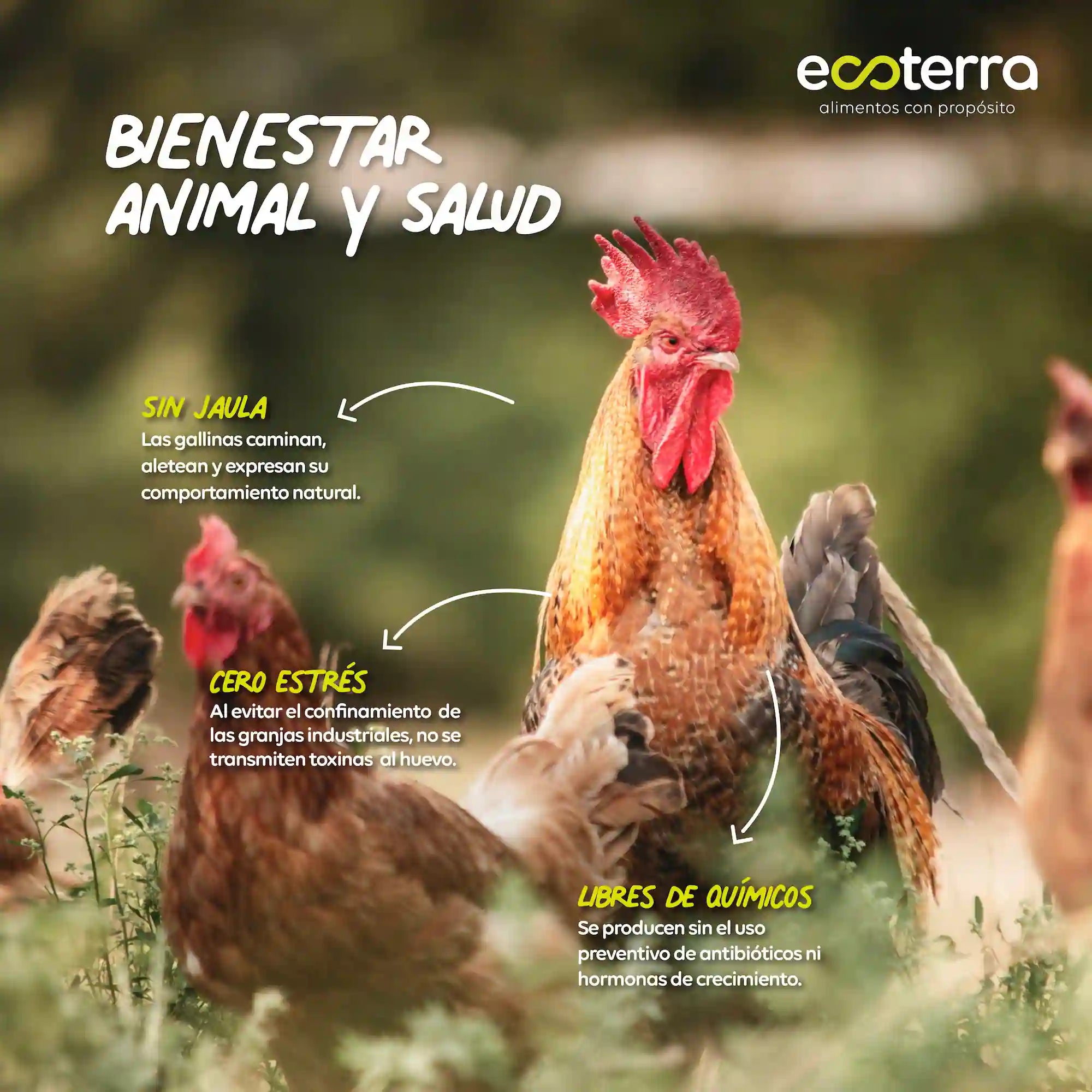Gallinas libres a pastoreo en entorno natural sin jaula y libres de químicos Ecoterra