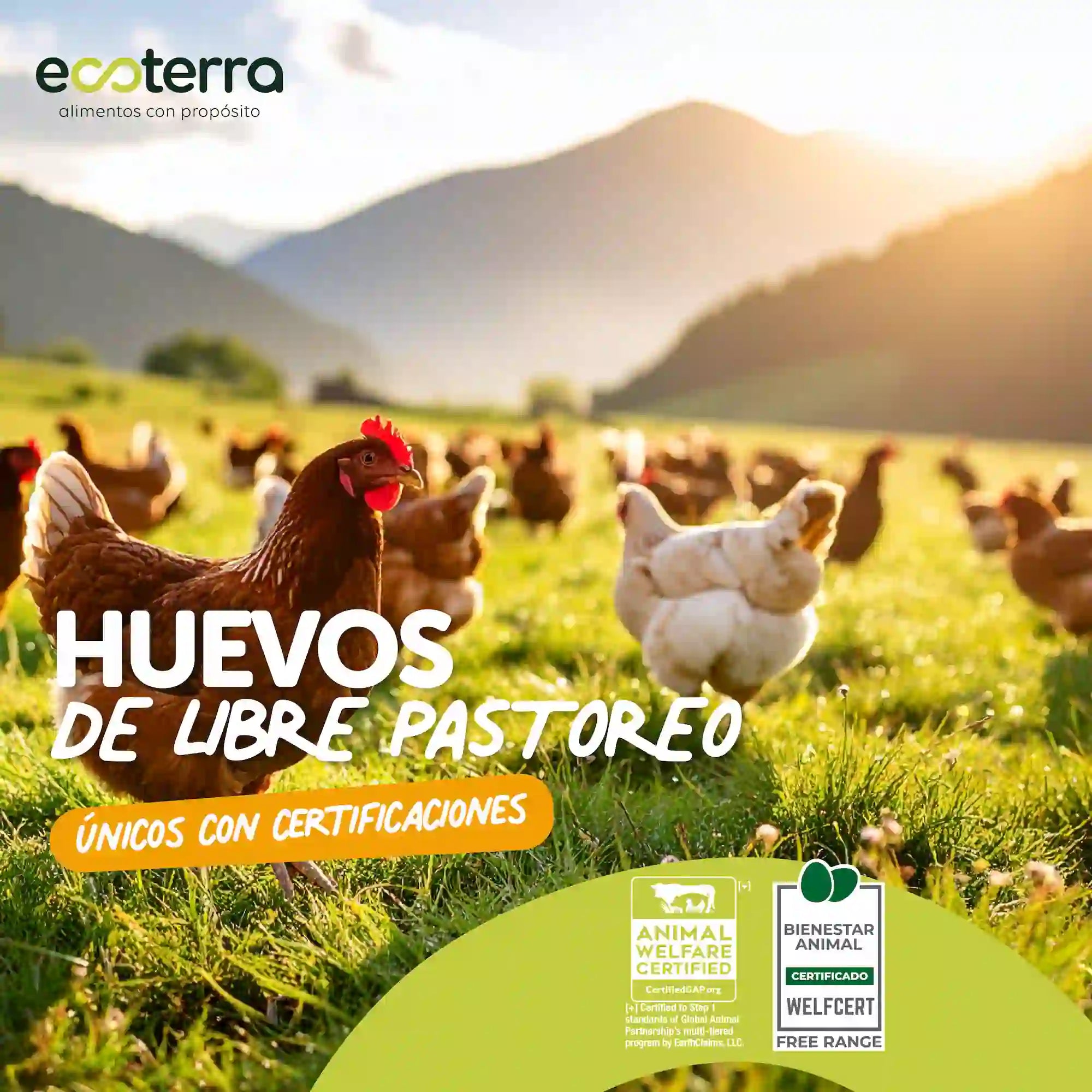 60 Huevos de Gallinas Libres - Calibre XL Ecoterra