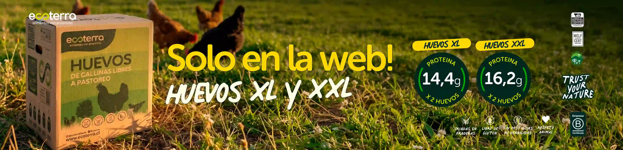 Caja de huevos XL y XXL de gallinas libres a pastoreo Ecoterra disponibles solo en la web