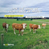 Grupo de vacas lecheras alimentadas con pasto fresco en praderas verdes abiertas con el texto explicativo sobre los beneficios nutricionales y éticos de la leche de vacas libres de Ecoterra.