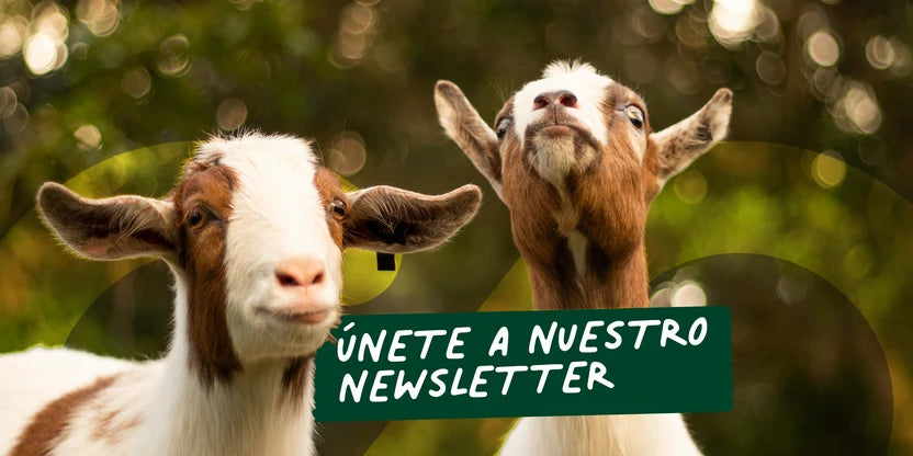 Cabritas de libre pastoreo mirando a la cámara en una pradera verde junto al banner para unirse al newsletter de leche de cabra y lácteos limpios Ecoterra.